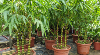 Trồng 3 loại cây “gác cổng” này, để hóa giải vận xui, chiêu tài giữ lộc cực tốt