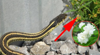 4 loại cây rắn mê như điếu đổ, 3 loại cây rắn thấy là sợ, quay đầu chạy ngay