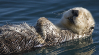 95% sinh vật sinh vật trên Trái Đất đều cần phải ngủ, hóa ra vì điều này