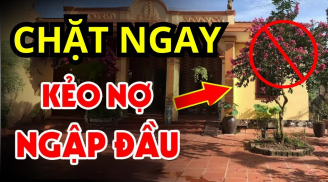 Chặt 3 cây ngoài sân, gỡ 4 vật trong nhà: Gia chủ đổi vận dễ giàu to