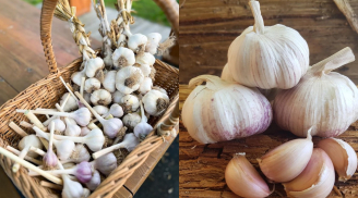 Đầu bếp chỉ mẹo bảo quản tỏi không cần tủ lạnh, để nửa năm vẫn tươi ngon