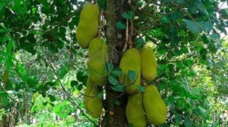 Trồng 4 loại cây này trước nhà giúp giữ vượng khí, tụ lộc trời ban – Gia chủ giàu sang, phất lên như diều