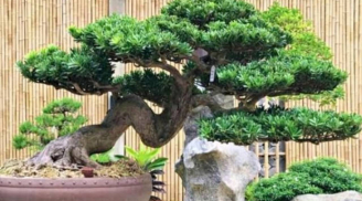 Loại cây người nghèo chê bỏ, người giàu thích trồng: Càng trồng càng giàu