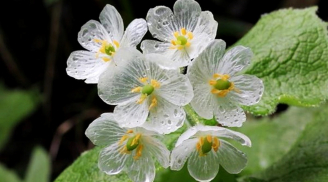 Người sinh vào 5 ngày Âm lịch này, cuộc đời định sẵn “khổ trước sướng sau”, hậu vận tiền tiêu rủng rỉnh