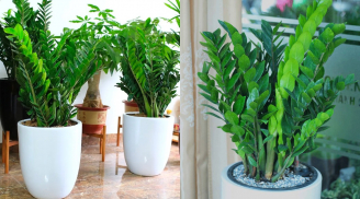 Đặt cây Kim Tiền vào đúng vị trí này, tài lộc mới đến nhà