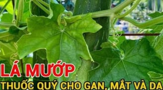 Không chỉ ăn quả, phần này của cây mướp là ‘báu vật’ cho gan, mắt và da, bỏ là uổng phí