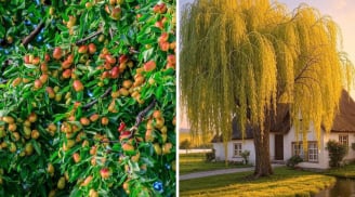 Người xưa dặn: 'Không chặt 2 cây, rủi ro không vào, đói nghèo không đến', là cây gì?