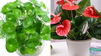 Nhà có 1 trong 5 loài cây này, Thần Tài gõ cửa, phúc lộc tràn đầy quanh năm