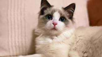 Tại sao nên kiêng mèo lại gần thi thể người chết? Giải mã cơ sở khoa học đằng sau niềm tin dân gian