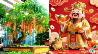 4 loại cây là ‘báu vật của Thần Tài’, trồng trong nhà để trấn trạch, gọi tài lộc
