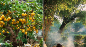 Người xưa dặn: “Trồng mơ trong sân, du phía Đông, đào phía Tây, tre trước cửa gia trạch không yên”, là gì?