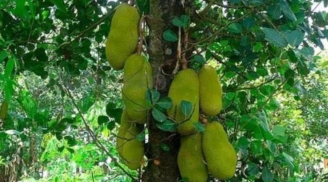Trồng 4 cây phong thủy “vàng” trước nhà giúp thu hút tài lộc, giữ vượng khí, gia chủ phát đạt như diều gặp gió