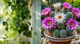 5 loại cây cảnh phong thủy thu hút tài lộc giàu sang nhưng có thể gây hại sức khỏe, trồng cây nên chú ý