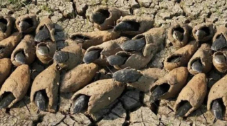 Loài cá có thể sống 5 năm không cần nước: Bí ẩn suốt 390 triệu năm