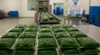 Thứ rau Việt từng bị lãng quên nay xuất khẩu sang Nhật – Hàn, giá trị tăng gấp bội