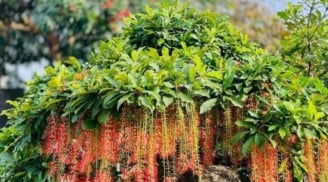 Tổ tiên dặn: “Trồng cây là gieo phúc” - 5 loại cây nên trồng để dòng họ thịnh vượng, con cháu bình an