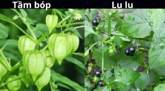 5 loại rau mọc tự nhiên không dùng thuốc trừ sâu: Cực kỳ an toàn cho sức khỏe