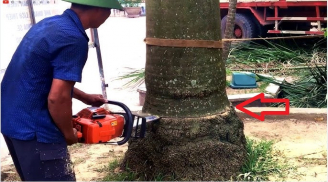 Các cụ dặn: ‘Đừng chặt 2 cây rủi ro không vào, Tiền - Tình sẽ đến’, là cây nào?