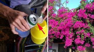 Cho hoa giấy “uống” 1 loại nước: Cây ra hoa quanh năm, chùm nào cũng bung nở