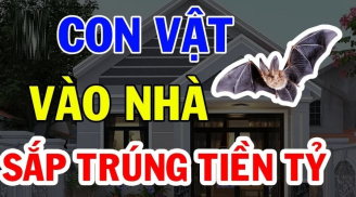 Con vật này vào nhà Đệ Tử Thần Tài: Càng ở lâu càng giàu có, đừng dại đuổi đi