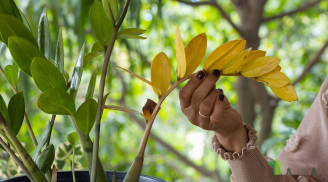 Tưới cốc nước này, Kim Tiền vàng thân - rụng lá mấy cũng xanh tốt lại mơn mởn