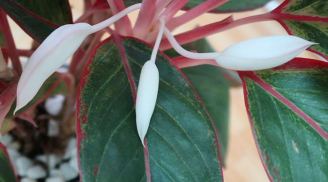 4 loại cây ra hoa báo điềm lành: Nhà bạn sắp Trúng Số giàu to