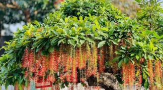 Tổ tiên dạy: “Trồng cây là gieo phúc” - 5 loại cây phong thủy giúp dòng họ hưng thịnh, con cháu an khang