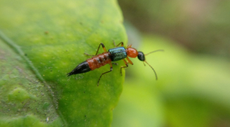 Mẹo diệt kiến ba khoang đơn giản, hiệu quả