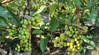 Người thuộc 2 mệnh này này trồng Cây Sung là tốt nhất, hút tài lộc cực đỉnh