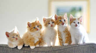 3 con giáp là cha mẹ tốt, dành phúc cho con, hậu vận an vui được con cháu hiếu kính