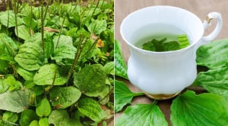 Lấy cây mã đề nấu nước uống, cơ thể nhận được 5 lợi ích tuyệt vời