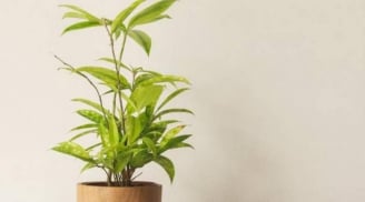Người mệnh Thủy trồng 1 trong 5 loại cây này, tiền tài như nước, vận may kéo đến ầm ầm