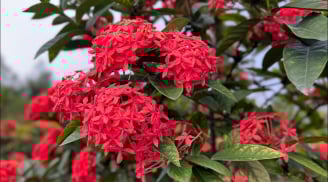 Người thuộc 2 mệnh này trồng hoa Mẫu Đơn cực hợp, chẳng khác gì rước Vàng vào cửa