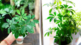 Vì sao người xưa khuyên trồng cây ngũ gia bì trong nhà? Đặc biệt người tuổi này mệnh này cực hợp ngũ gia bì