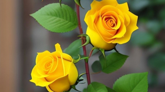 Cung tình duyên phủ mây mờ: 3 tuổi cẩn trọng 3 tháng tới kẻo tình duyên rạn nứt, xây khó, phá dễ