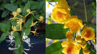 5 cây cảnh phong thủy hoa thơm chiêu tài hút lộc, có thể dùng làm trà dưỡng sinh tốt cho sức khỏe