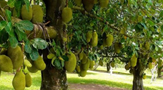 Loại cây phong thủy này ‘giữ lộc’ cực tốt, đừng dại chặt đi nếu không muốn tiền tài tiêu tán!