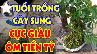 2 mệnh này rất hợp trồng sung, có 1 cây Tiền - Tài thăng tiến