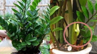 Người thuộc 2 mệnh này cực hợp trồng cây Kim Tiền, 1 cây thôi cũng thu hút Tiền Tài cực đỉnh