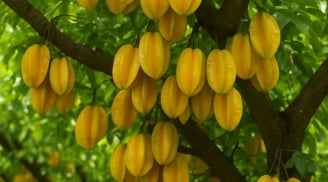 Trồng khế 2 vị trí này: Trấn yểm của cải, 10 nhà làm thì 9 nhà đổi vận thành công, nghèo hóa giàu