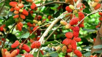 Hai loài cây nhà nào cũng trồng, tưởng mang may mắn nhưng thực ra là phong thủy đại kỵ
