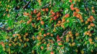 Tổ tiên dặn: “Không chặt 2 cây này, rủi ro không vào, đói nghèo không đến” - Ai cũng nên biết!