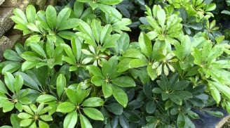 Loài cây cảnh này “giữ lộc, tụ khí” - “vừa sang, vừa sạch” được người giàu yêu thích