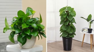 Top 5 loại cây cảnh văn phòng được ưa chuộng hiện nay, tốt cả về phong thủy và sức khỏe
