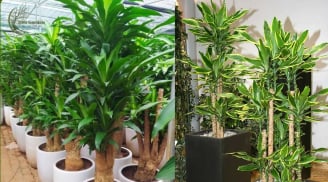  Trồng cây Thiết Mộc Lan giúp chiêu tài hút lộc nhưng chú ý những điều này kẻo gây họa