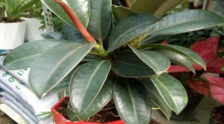 4 loại cây phong thủy nên đặt trong phòng khách: Chưng 1 chậu giúp gia đình thịnh vượng, 10 nhà thì 9 giàu sang