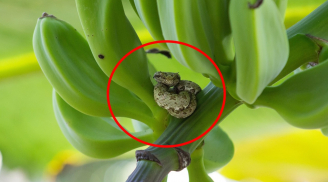 5 loại cây dễ thu hút rắn vào nhà