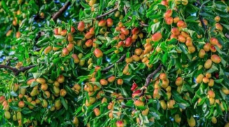 Tổ tiên dặn: 'Không chặt 2 cây này, rủi ro tránh xa, đói nghèo không ghé thăm'