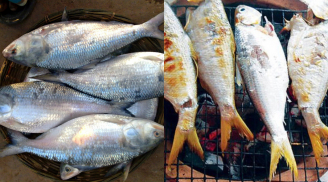 “Vua cá” sông Hậu: Loài cá cháy quý hiếm 10 năm mới bắt được một lần, có tiền cũng khó mua