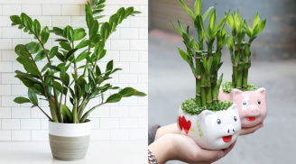 2 loại cây nên đặt trong nhà mới: Vừa chiêu tài vừa chuyển vận, càng ở càng giàu có